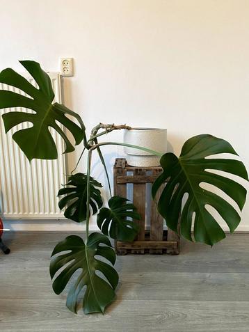 Monstera planten beschikbaar voor biedingen