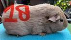 Skinny drager cavia’s, Cavia, Januari, Meerdere dieren, Tam