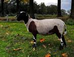 Mooie bonte ooien! kruising Dorper Bont schaap. Zwoegervrij!, Dieren en Toebehoren, Schapen, Geiten en Varkens, Vrouwelijk, Schaap