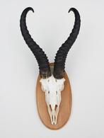 Schedel SPRINGBOK op houten schild - ref. N (gewei), Ophalen of Verzenden, Gebruikt, Wild dier, Schedel