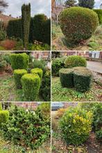 Gratis tuin beplanting: heggen, struiken, conifeer, taxus, Ophalen, Conifeer, Struik