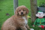 Nova Scotia Duck Tolling retriever pup, België, Overige rassen, 8 tot 15 weken, Meerdere