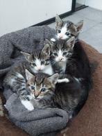 Kitten poesje kater kittens, Meerdere dieren, Ontwormd