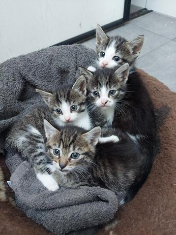 Kitten poesje kater kittens  beschikbaar voor biedingen