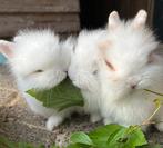 3 Jonge konijnen te koop ( mannetjes), Dieren en Toebehoren, Meerdere dieren, Dwerg, Hangoor