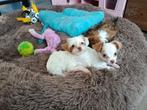 3 Prachtige Bolonka /Chihuahua - puppy's beschikbaar, Dieren en Toebehoren, Honden | Chihuahua's en Gezelschapshonden, Parvo, 8 tot 15 weken