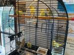 London Fancy kanaries, Dieren en Toebehoren, Vogels | Kanaries, Meerdere dieren, Kleurkanarie