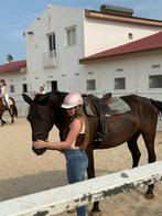 Verzorg paard/ pony gezocht . Bijrijder aangeboden, Dieren en Toebehoren, Ophalen of Verzenden