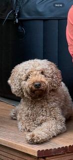Australian Labradoodle DEKREU  Alf-1, Rabiës (hondsdolheid), Reu, Eén hond, 3 tot 5 jaar