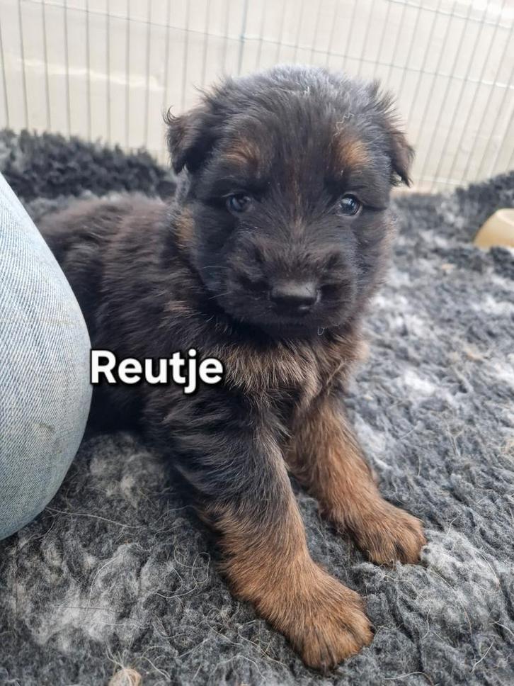 Duitse herder puppy langharig FCI stamboom HD A/ED vri, Dieren en Toebehoren, Honden | Herdershonden en Veedrijvers, Reu, Herder