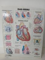 Anatomische Poster - Het Hart, Antiek en Kunst, Ophalen of Verzenden, Natuur en Biologie