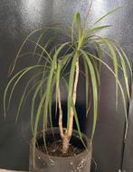 Dracaena plant zonder pot, Huis en Inrichting, Kamerplanten, Groene kamerplant, Ophalen, Overige soorten, Halfschaduw