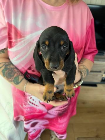 Lief teckel puppy laaste van het nest beschikbaar voor biedingen