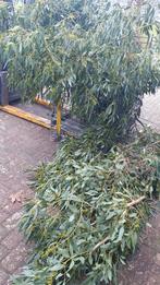 Vers Eucalyptus groen voor bloemschikken en kerststukjes, Tuin en Terras, Bloeit niet, Overige soorten, Minder dan 100 cm, Ophalen