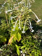 Tabaksplant zaad, Tuin en Terras, Ophalen of Verzenden, Volle zon