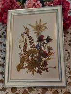 Leuk vintage lijstje met droogbloemen, "edelweiss", Antiek en Kunst, Curiosa en Brocante, Ophalen of Verzenden