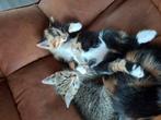 Super lieve, aanhankelijke, goed gesocialiseerde kittens, Dieren en Toebehoren, Katten en Kittens | Overige Katten, Meerdere dieren