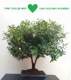 Myrtus Communis Microphylla Bonsai, Ophalen of Verzenden, In pot, Minder dan 100 cm, Bloeiende kamerplant