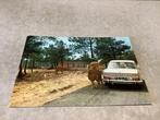 Hilvarenbeek.    Beekse Bergen   Safari-Park mat oude opel, Verzamelen, Ansichtkaarten | Nederland, Ophalen of Verzenden