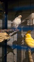 Kanaries, Meerdere dieren, Kleurkanarie