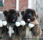 American Akita pups beschikbaar, Nederland, Rabiës (hondsdolheid), 15 weken tot 1 jaar, Overige rassen