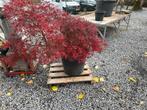 Japanse Esdoorn in Pot - 1.60m, Tuin en Terras, Bloeit niet, Halfschaduw, Overige soorten, 100 tot 250 cm