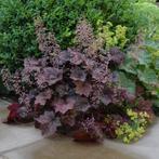 Heuchera Palace Purple | Purperklokje | Chemievrij, Bodembedekkers, Vaste plant, Ophalen of Verzenden, Halfschaduw
