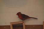 Koppel rode kardinalen, Dieren en Toebehoren, Vogels | Overige Vogels, Meerdere dieren, Geringd