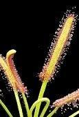 Bladstek Drosera capensis 'Wide Leaf', Huis en Inrichting, Kamerplanten, Ophalen of Verzenden, Overige soorten, Minder dan 100 cm