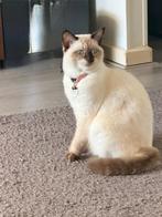 Geschikte kater gezocht voor onze poes, Dieren en Toebehoren