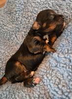 Prachtige pups labradoodle x australian labradoodle, Dieren en Toebehoren, Honden | Chihuahua's en Gezelschapshonden, Overige rassen