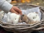Kleine dwergkonijntjes, Dieren en Toebehoren, Konijnen, Geslacht onbekend, Klein, 0 tot 2 jaar