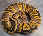 Python regius pastel ghi het clown vrouwtje, Dieren en Toebehoren, Reptielen en Amfibieën, Slang