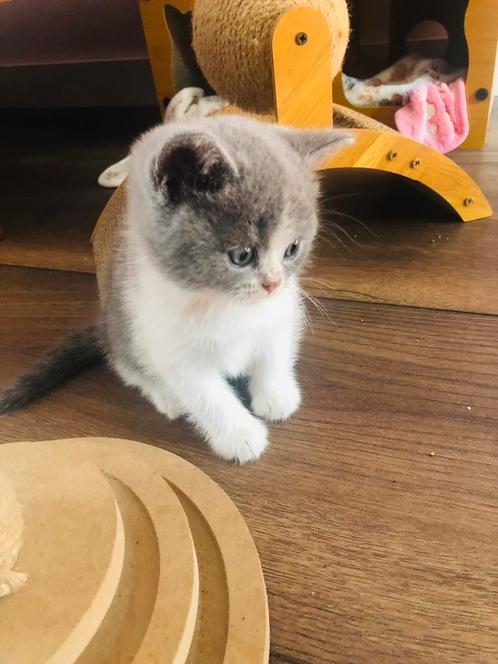 Brits korthaar nestje van vijf, Dieren en Toebehoren, Katten en Kittens | Dekkaters