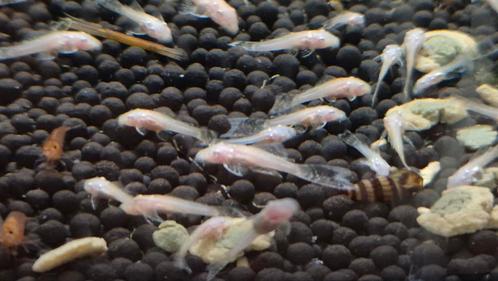Ancistrus Longfin algeneter L144 albino aquarium vis, Dieren en Toebehoren, Vissen | Aquariumvissen, Zoetwatervis, Vis