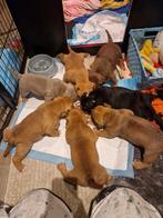 Prachtige American Bully pups!, Dieren en Toebehoren, 8 tot 15 weken, Bulldog, Meerdere, Meerdere dieren