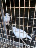 Aangeboden lachduifjes diverse kleuren, Dieren en Toebehoren, Vogels | Duiven, Meerdere dieren, Overige soorten
