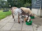 Nubische geit, Dieren en Toebehoren, Schapen, Geiten en Varkens, Vrouwelijk, Geit