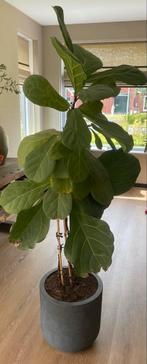 Ficus Lyrata (Vioolplant) in Pot, Huis en Inrichting, Ophalen, Ficus, 100 tot 150 cm, Halfschaduw