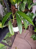 epipremnum amplissimum stek, Ophalen of Verzenden, Halfschaduw, Minder dan 100 cm