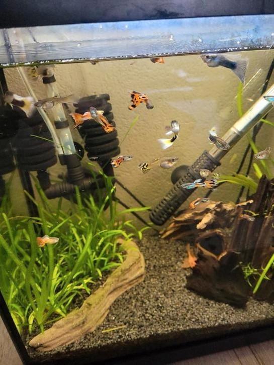 Guppen/guppies volwassen, Dieren en Toebehoren, Vissen | Aquariumvissen, Zoetwatervis, Vis