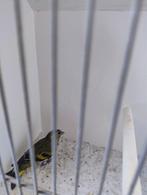 Elzen Sijs mannen, Dieren en Toebehoren, Vogels | Overige Vogels, Mannelijk, Tropenvogel