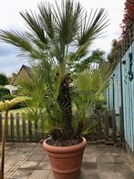 Chamaerops Humilis palmboom, Tuin en Terras, Planten | Bomen, 100 tot 250 cm, Zomer, Palmboom, Ophalen
