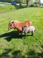 Te koop Shetlanders met veulens, Dieren en Toebehoren, Pony's, Merrie, Recreatiepony