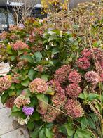 Prachtige hortensia, Tuin en Terras, Planten | Tuinplanten, Overige soorten, Volle zon, Vaste plant, Ophalen of Verzenden