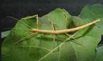 Indische Wandelende takken (Carausius morosus) PSG1 te koop, Wandelende tak