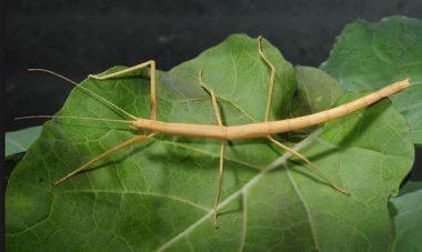 Indische Wandelende takken (Carausius morosus) PSG1 te koop, Dieren en Toebehoren, Insecten en Spinnen, Wandelende tak