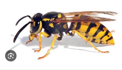 Heeft u last van wespen, een wespennest? Wespenbestrijding., Dieren en Toebehoren, Insecten en Spinnen