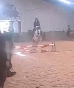 Verzorg pony gezocht, Ophalen of Verzenden, Zo goed als nieuw