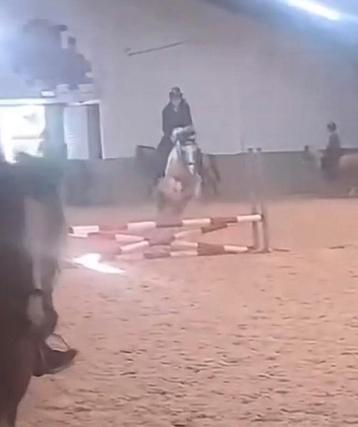 Verzorg pony gezocht beschikbaar voor biedingen